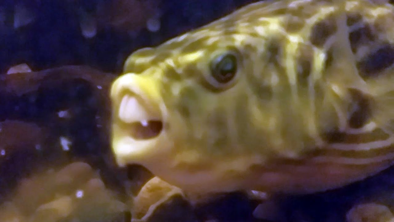 Fahaka Pufferfish Eating Frozen Raw Shrimp Slow Motion - YouTube
