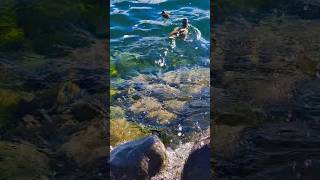 Discover Switzerland: Zurich, Alps & Dreamy Lake Views #travel #shortsviral #nature #shorts #viral