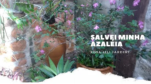 É normal as folhas da azaleia cair?