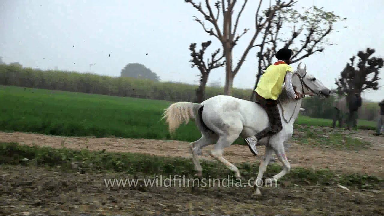 Chariot race at Rural sports festival
