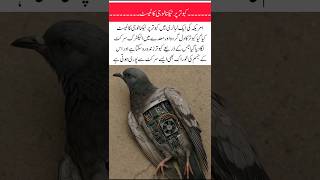 American Technology Test On Pigon Body Successful Bird