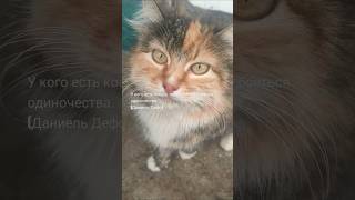 #catlover #catlife #cats #catvideo #catsofinstagram