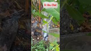 How to Repair a Broken Drip Irrigation Line / لو خرطوم  الري بالتنقيط قطع ؟ Shorst