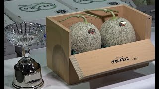 夕張メロン、２玉１２万円で落札　昨年の４０分の１、コロナで需要減―札幌初競り