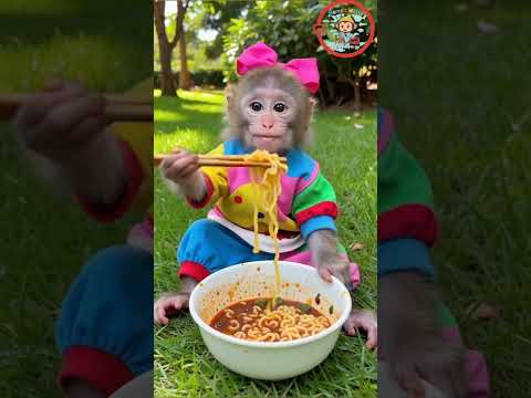      قرد صغير كيوت يأكل الشعيرية الكورية الحارة ويضحك بسعادة