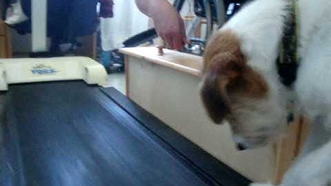 MOV06434_Simon_treadmill_on_side_camera_around_0m_34s.MPG