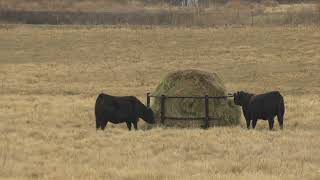 CowCalf Corner  Costeffective Feeding Part 2