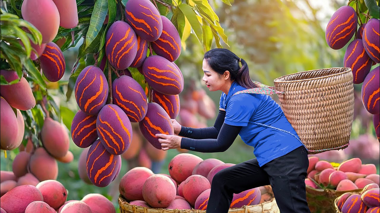 Harvesting Giant Purple Fire Mangoes from Garden & Go to Market Sell | Countryside Farming Adventure