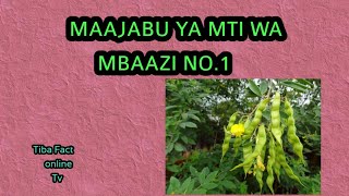 MAAJABU YA MTI WA MBAAZI KATIKA TIBA NA KUONDOSHA MATATIZO  MBALIMBALI  YA KIMAISHA NO.1