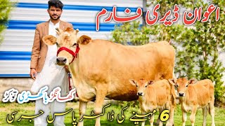 6 Mahine Ki Doctor P Jersey Cow Australian Heifers At Awan Dairy Farm