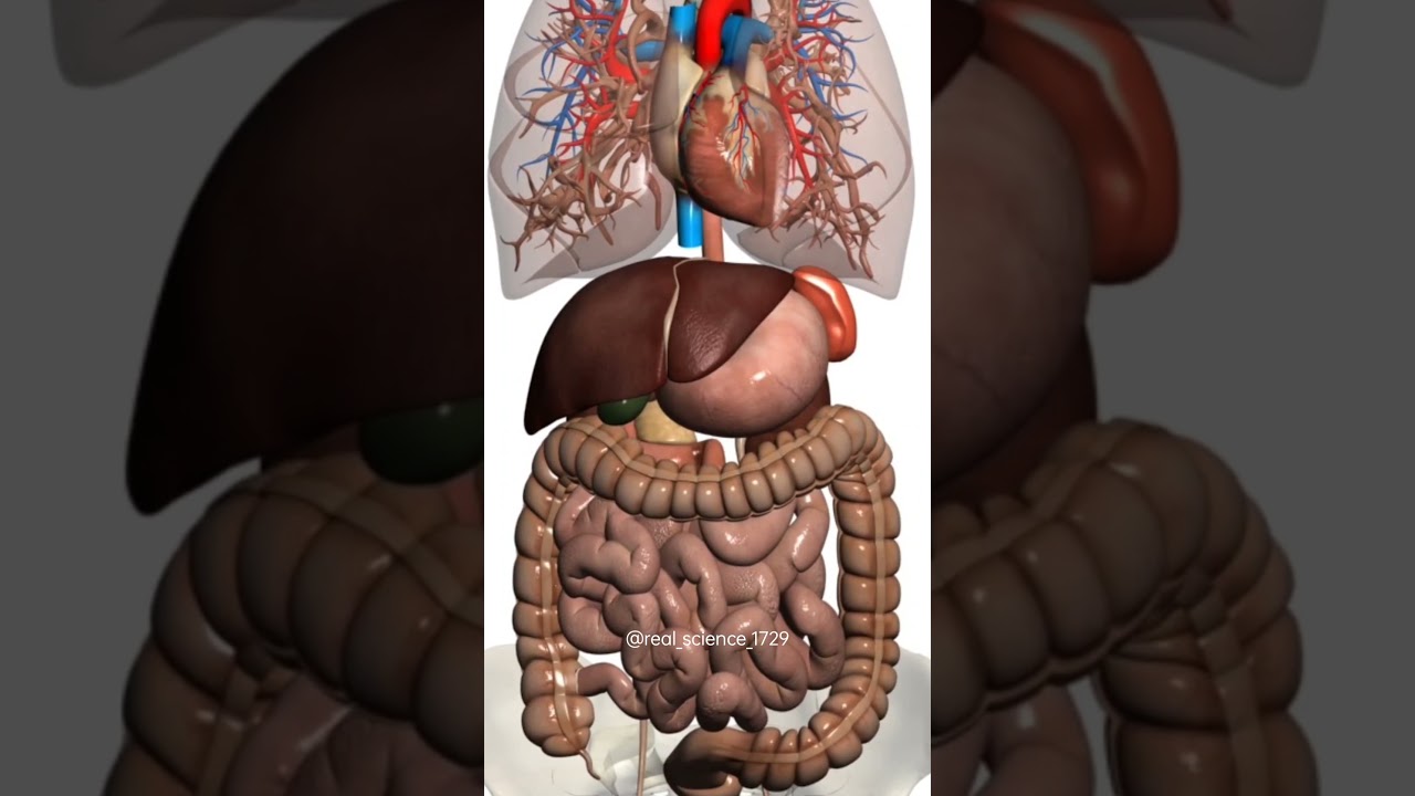 internal Organs 3D Animation 