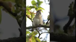 Garden Warbler birds burungkicaudialamliar birdsounds terapiburungmacet masteranjernih burung