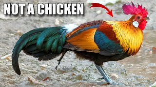 Jungle Fowl Facts: the WILD CHICKEN?! 🐔 Animal Fact Files screenshot 5