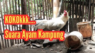 Suara Kokok Ayam Kampung Yang Yang Jarang Terdengar