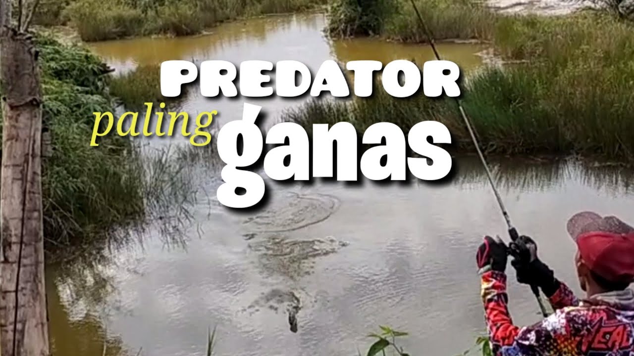 mengejutkan,,,, || casting gabus babon di air keruh || mancing gabus