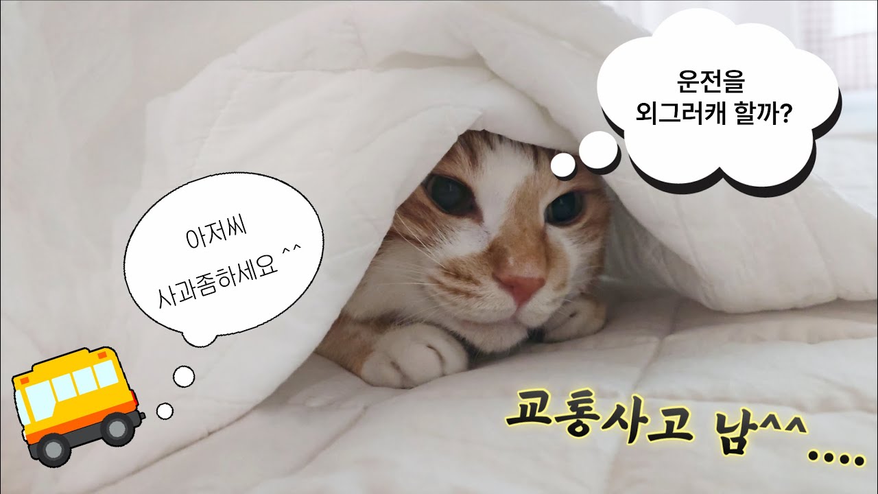 운전 2년 만에 첫 교통사고🚗💥 :: 30대 1인 가구 🐈🐈‍⬛일상, 아이패드 에어11 언박싱, 아이닉 무선청소기 vlog