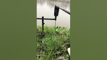 Carp run with korum KBI bite alarm
