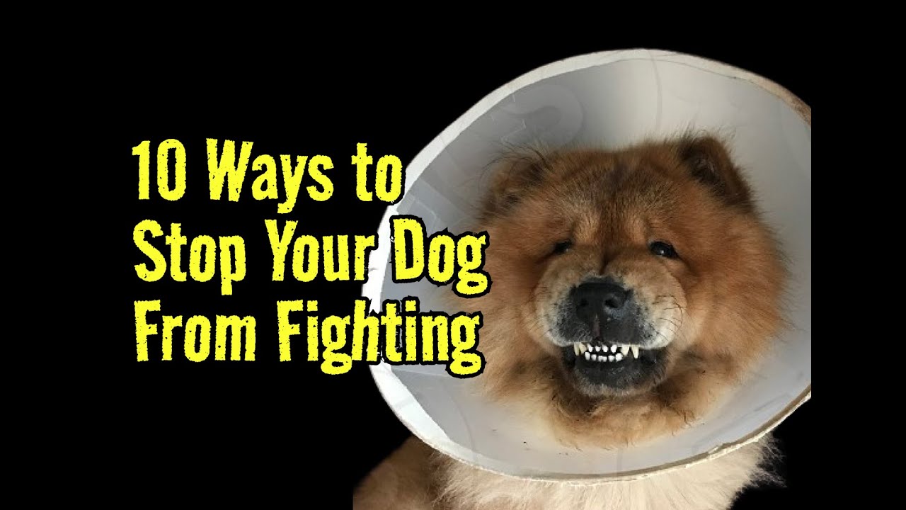 10 Ways to Stop Your Dog from Fighting #dogs #doglover - YouTube