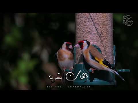 آهات ومؤثرات صوتية