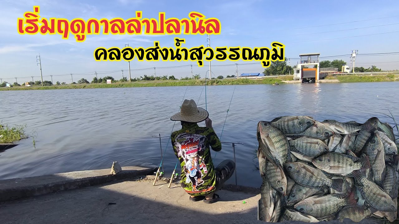 เริ่มแล้วฤดูกาล‼️ล่าปลานิลคลองส่งน้ำสุวรรณภูมิ หลังจากหมดฝน เข้าสู่ฤดูหนาว 🐟🐟ปลานิลกินจัดเลยครับ🐟🐟