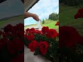 Beautiful Flowers on Summer ☀️