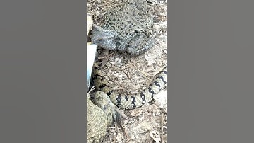 DIY Easy snake traps using tubes and nets #shorts #youtubeshorts #snaketrap #bigsnake #snakevideo