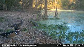 Bayou Birds of Houston Wood Duck Lovebirds