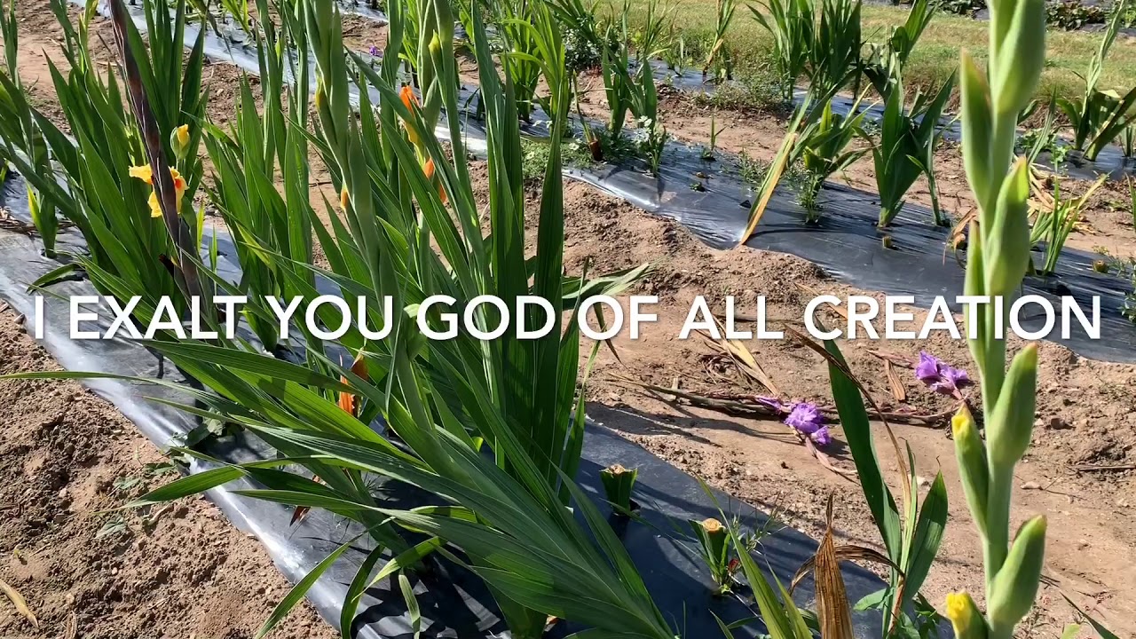 Alpha & Omega (Worship song)