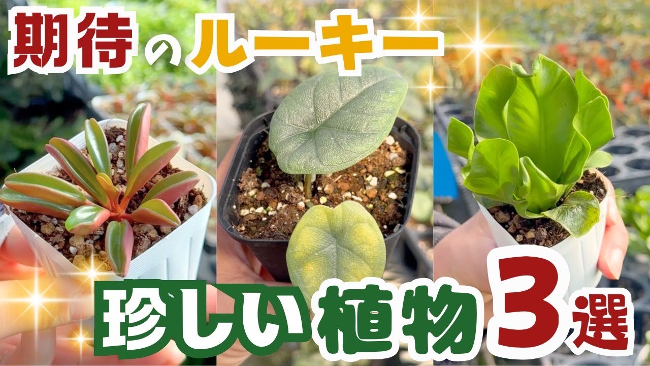 tarou 3種 ガメラG2 2種とドロセラ 種子30個 期待のルーキー✨珍しい植物3選【観葉植物】 - YouTube