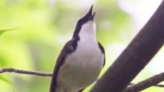 Siberian Blue Robin: Secret Loud Song