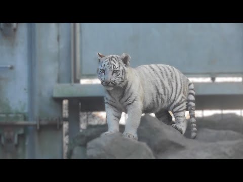 Nothing is as cute as white tiger triplet babies 🐾 - YouTube