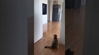 Cat Wants To Pull Down The Refrigerator #Cute #Pets #Funny #Cat #Animals #Shorts #Tiktok #Foryou