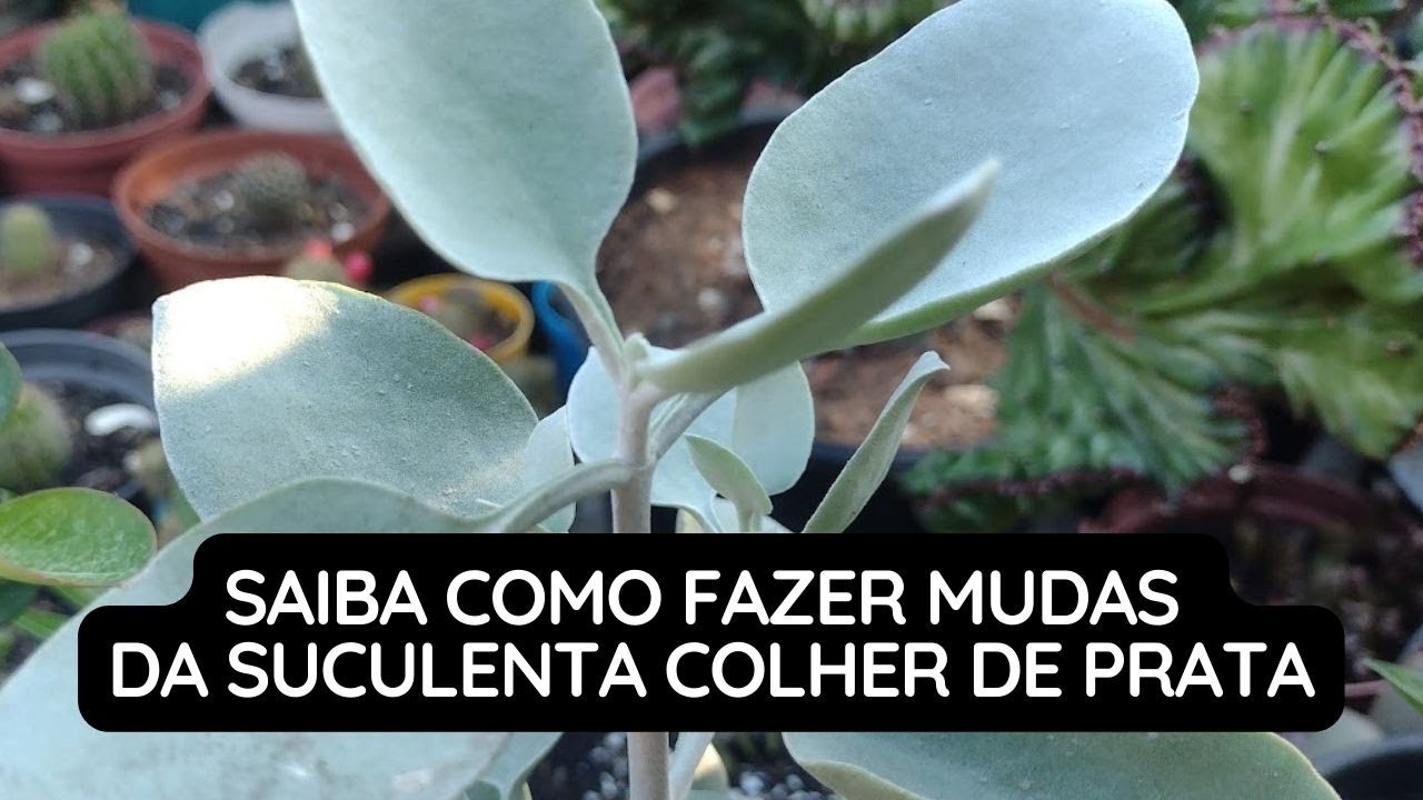 Saiba Como Fazer Mudas da Suculenta Colher de Prata
