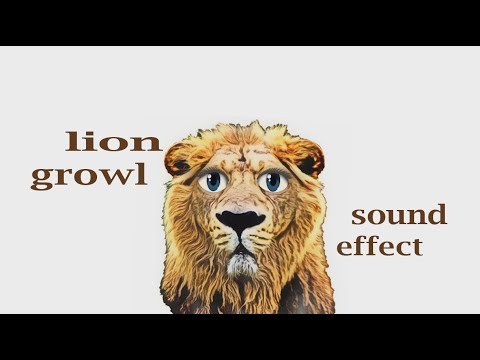 listen to a lion growl