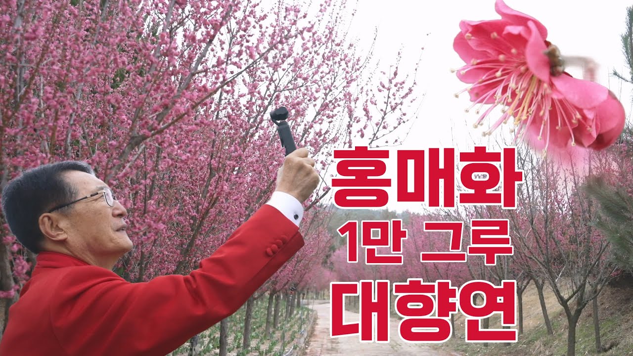 ‘홍매화의 섬’ 임자도_조선 홍매화 최대 군락지_‘붉은 꽃의 신화’는 어떻게 창조되는가_박우량_신안군수