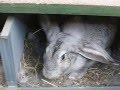 Крольчихи переносят крольчат внутри норы Клетка для кроликов "Искусственная нора - вольера"