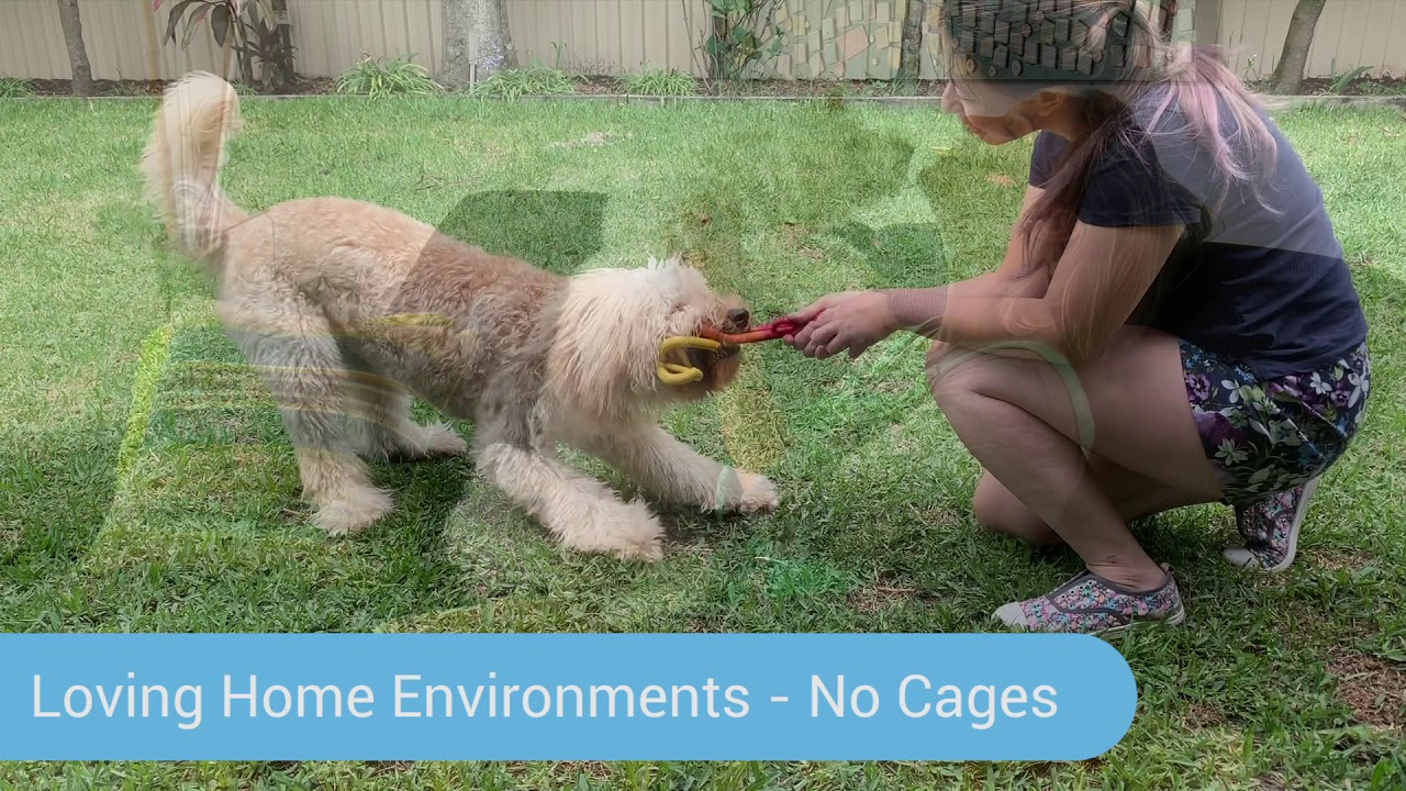 Pawshake - holiday 30sec