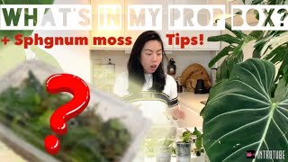 Whats In My Propagation Box? Hoya Rooting Sphagnum Moss Tips