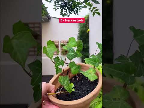 Vídeo: Plantas de sombra para textura: como criar textura em jardins da floresta