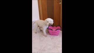 QUANDO TI SUONANO AL CITOFONO E HAI LA CASA IN DISORDINE...     #SHORTS by CHIARA ADDESTRAMENTO CANI 673 views 2 years ago 14 seconds