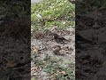Birds sand bath
