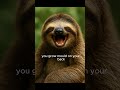 This Sloth Fact is Too Lazy to Believe 😴