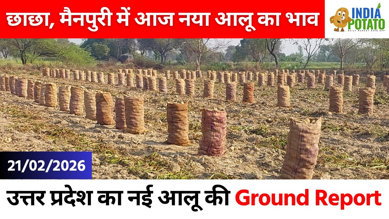 21/02/2026 : छाछा, मैनपुरी में आज नया आलू का भाव | New Potato Price in Uttar Pradesh - India Potato