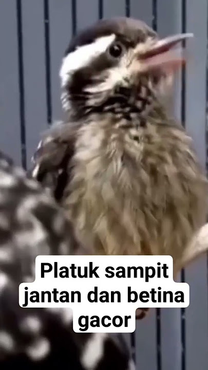 PLATUK SAMPIT jantan dan betina gacor...!!
