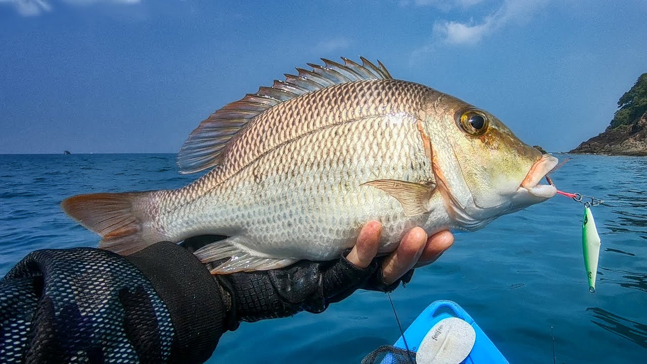 โซะ Pink Ear Emperor หรือ กาลาสี บางเบ้า เกาะช้าง