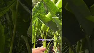 Não Plante Perto Da Piscina, Vídeo Completo No Instagram