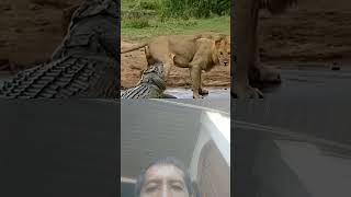 Singa Diseret Buaya animals duet wildlifeentertainment funny