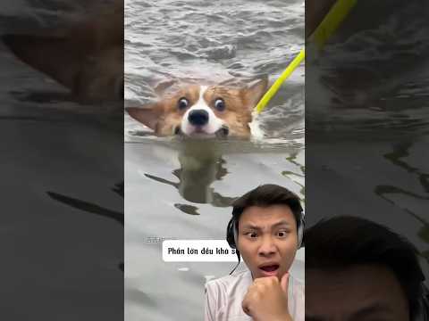 Giống chó này có sợ nước không 🐕 #jaygray cre: @CườiBểBụng-o9n