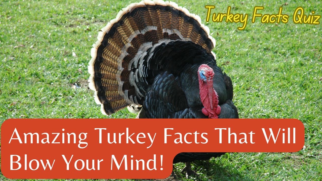 Amazing Turkey Facts That Will Blow Your Mind! | Turkey Facts Quiz | QuiznFactsVideo