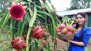 Fresh dragon fruit in my homeland  Healthy food